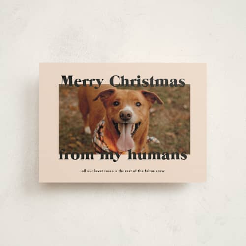 This is a sugar cookies christmas postcards with standard by Annie Clark called happy howlidays printing on signature in postcard