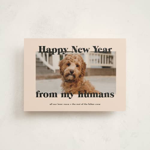 This is a sugar cookies christmas postcards with standard by Annie Clark called happy howlidays printing on signature in postcard