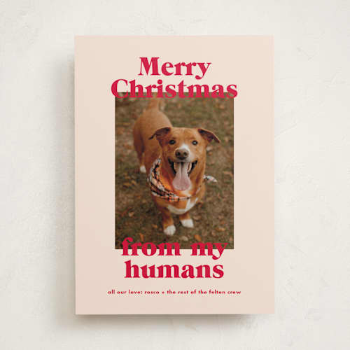 This is a cherry holiday photo cards with standard by Annie Clark called happy howlidays printing on recycled smooth signature in standard