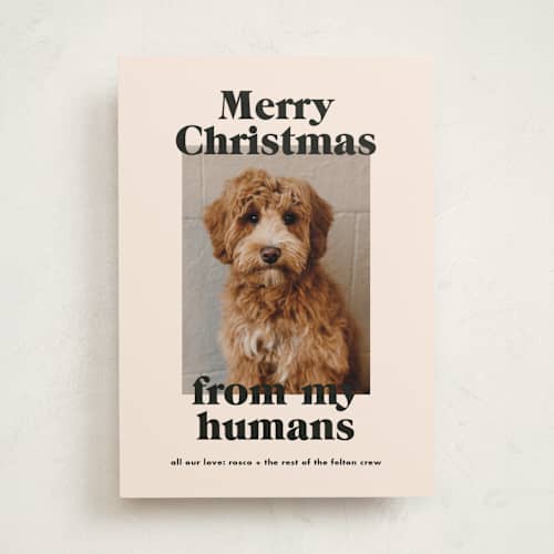 This is a sugar cookies holiday photo cards with standard by Annie Clark called happy howlidays printing on recycled smooth signature in standard