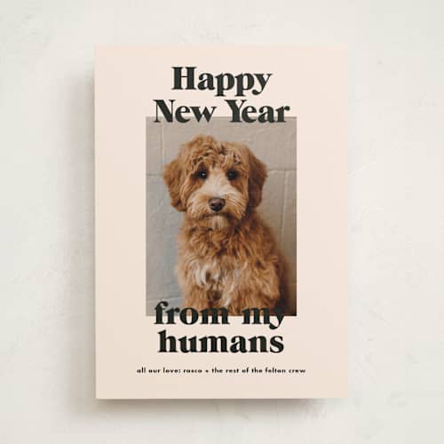 This is a sugar cookies holiday photo cards with standard by Annie Clark called happy howlidays printing on recycled smooth signature in standard