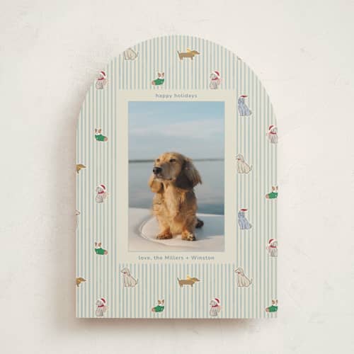This is a frost holiday photo cards with standard by Daisyworks Studio called paws & pinstripes printing on recycled smooth signature in standard