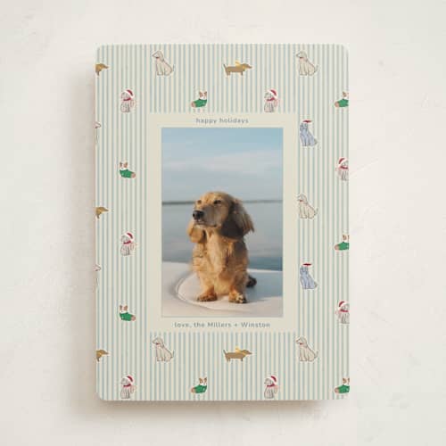 This is a frost holiday photo cards with standard by Daisyworks Studio called paws & pinstripes printing on recycled smooth signature in standard