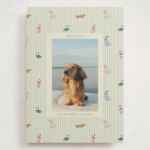 This is a frost holiday photo cards with standard by Daisyworks Studio called paws & pinstripes printing on signature in grand