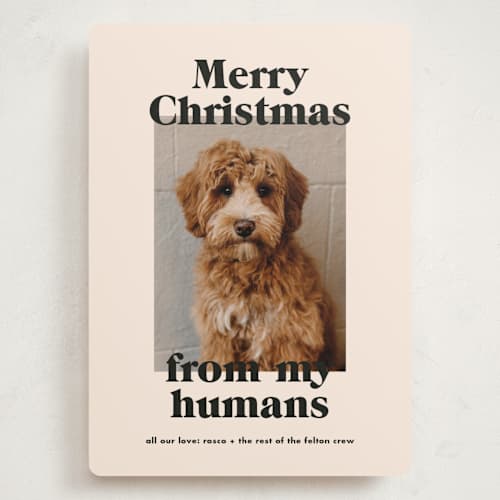 This is a sugar cookies holiday photo cards with standard by Annie Clark called happy howlidays printing on recycled smooth signature in grand