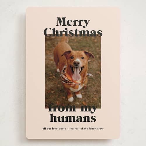 This is a sugar cookies holiday photo cards with standard by Annie Clark called happy howlidays printing on recycled smooth signature in grand