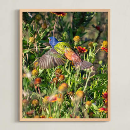 Painted Bunting : The Light In This Moment