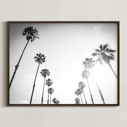 California Palms