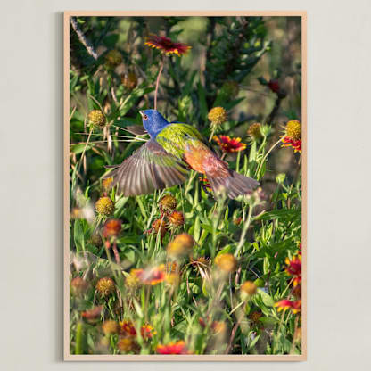 Painted Bunting : The Light In This Moment