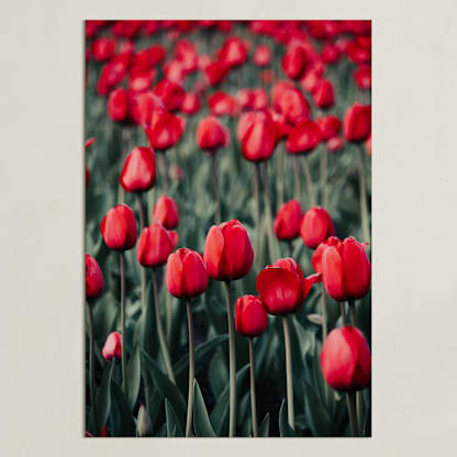 Red Tulips