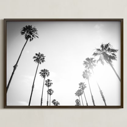 California Palms