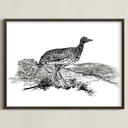 Bewick's Little Bustard