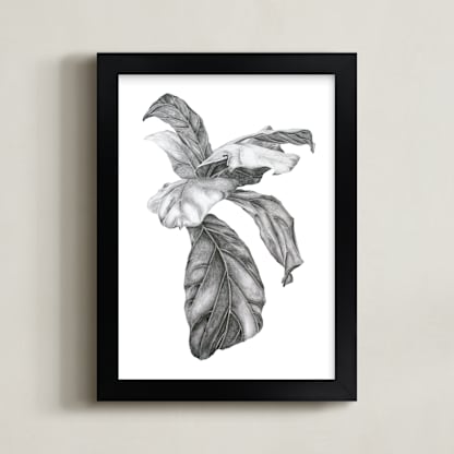 Fiddle Leaf Fig Leaves