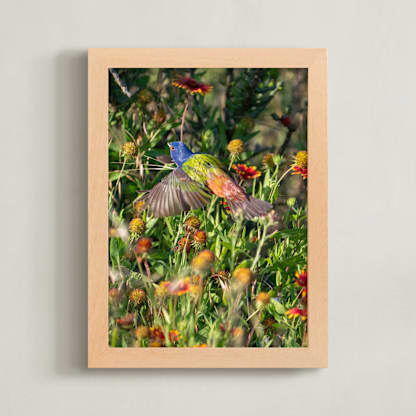Painted Bunting : The Light In This Moment