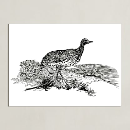Bewick's Little Bustard