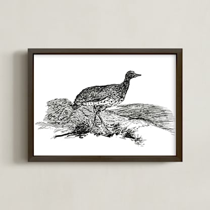 Bewick's Little Bustard