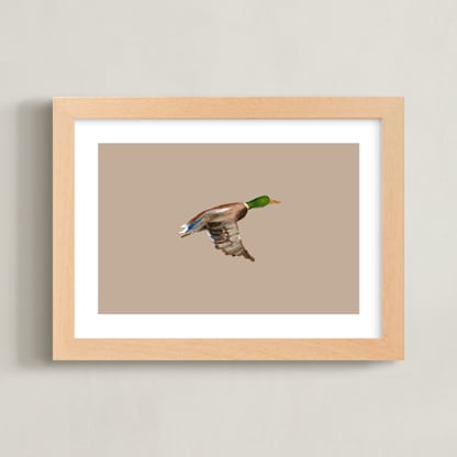 Mallards in Flight 1