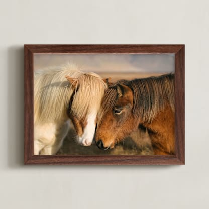Icelandic Horses II