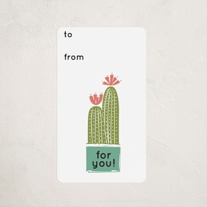 Cacti Collection