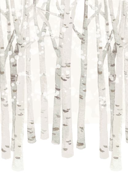Birch Woods in Winter