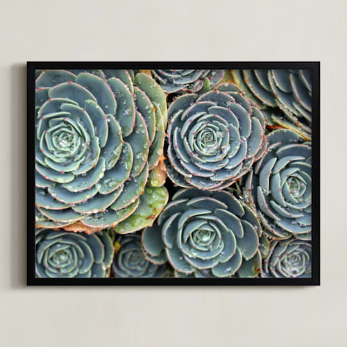 This is a turquoise sage art by Becky Nimoy called raindrops on succulents