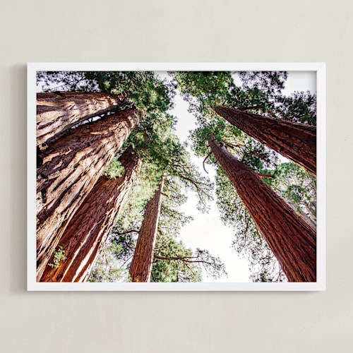 This is a sequoia green art by Matthew Sampson called soaring sequoias