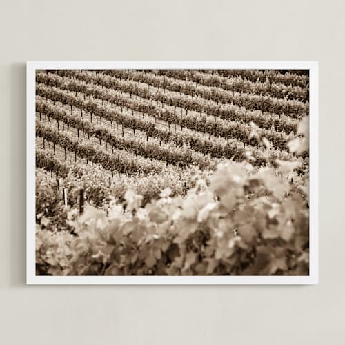 This is a warm sepia art with standard by Shannon Howard called vineyard seasons - june, no. 1