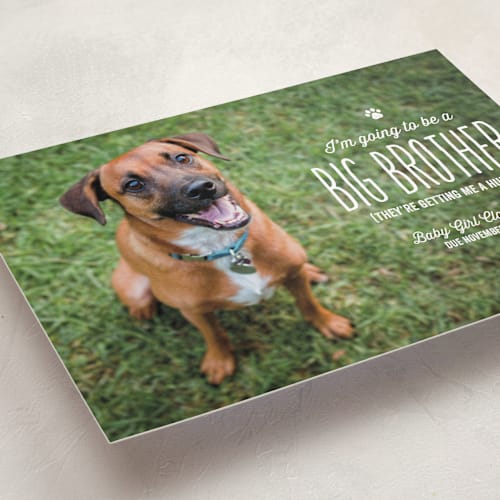 This is a lily birth announcements with standard by Lea Delaveris called from your furry first-born printing on smooth signature in standard