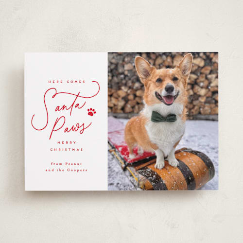This is a cherry holiday photo cards with standard by Everett Paper Goods called here comes santa paws printing on recycled smooth signature in standard