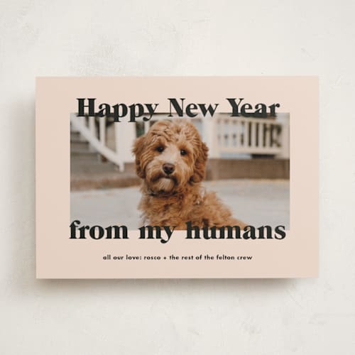 This is a sugar cookies holiday photo cards with standard by Annie Clark called happy howlidays printing on recycled smooth signature in standard