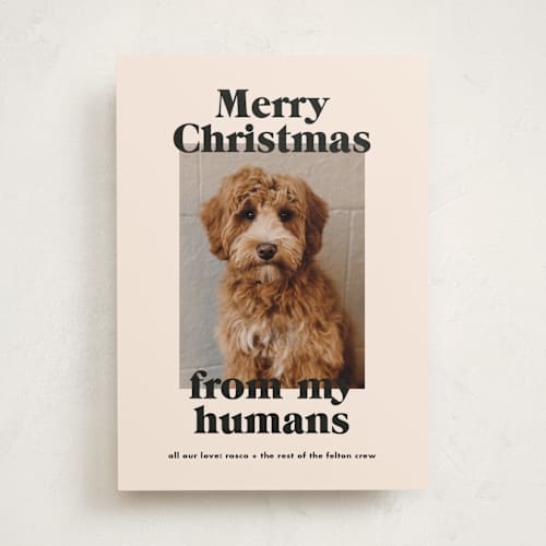 This is a sugar cookies holiday photo cards with standard by Annie Clark called happy howlidays printing on recycled smooth signature in standard