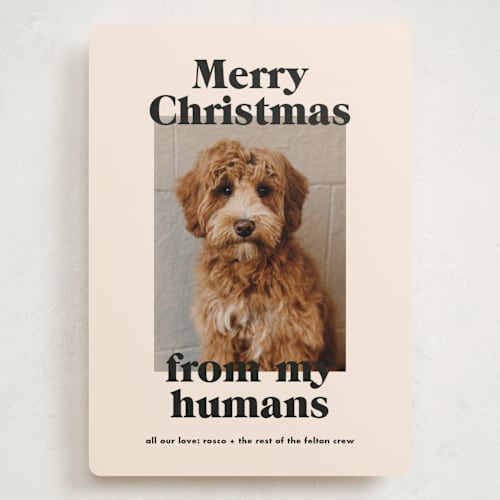 This is a sugar cookies holiday photo cards with standard by Annie Clark called happy howlidays printing on recycled smooth signature in grand