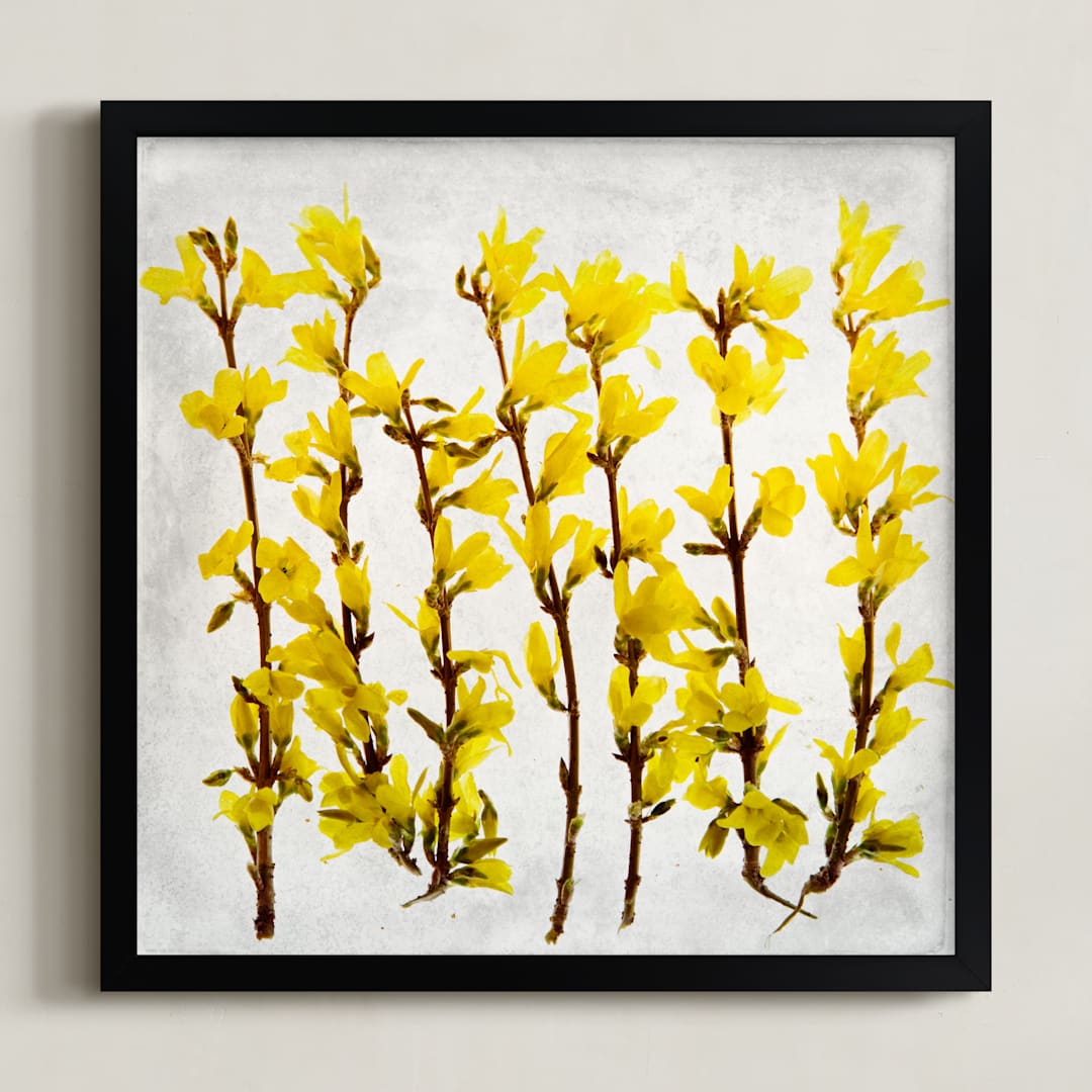 "Forsythia" - Art Print in yellow by Qing Ji - Framed