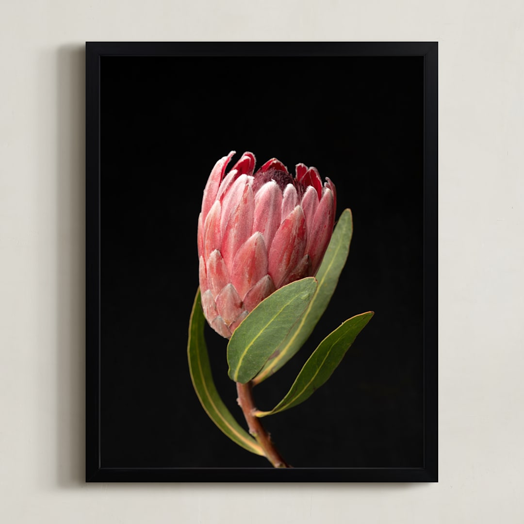 "Protea Dark Queen" - Art Print in Protea by Ilze Lucero - Framed