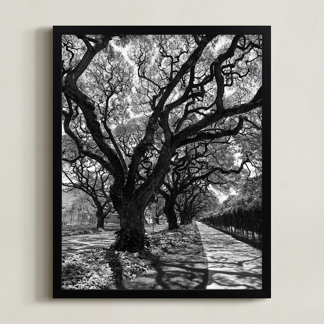 "Curly Tree Alley in Oahu" - Art Print in Strong Black and White by Rasa Puzinaite - Framed