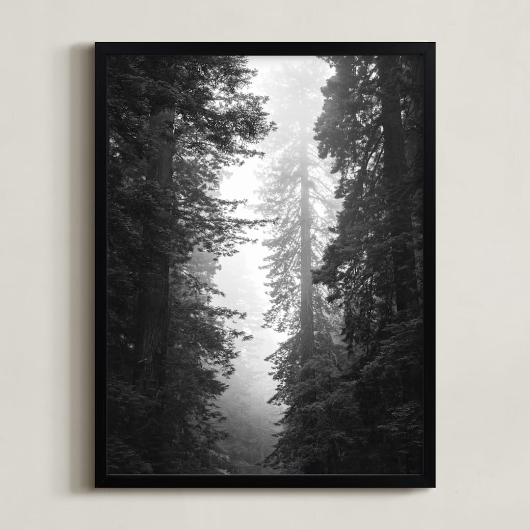 "Redwood Morning" - Art Print in Black & Whtie by Kamala Nahas - Framed