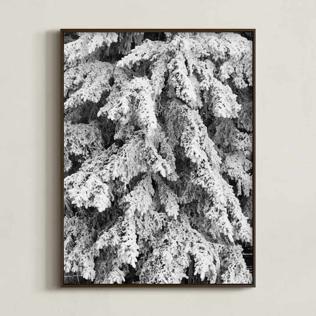 "Frost 3" - Art Print in Black & White by Ardell McLennan - Framed