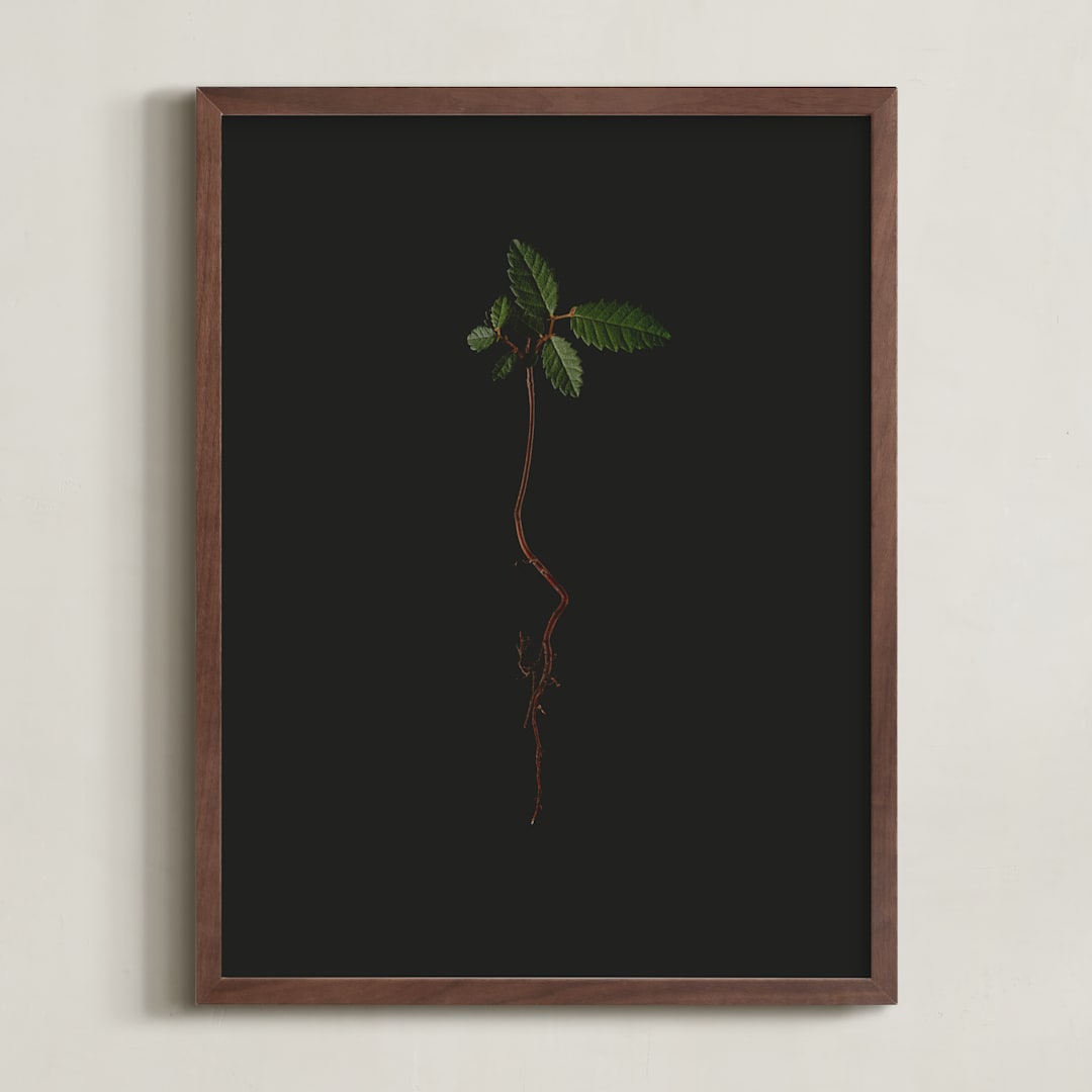 "Seedling Elm I" - Art Print in Deep Elm by Andrew McClintock - Framed