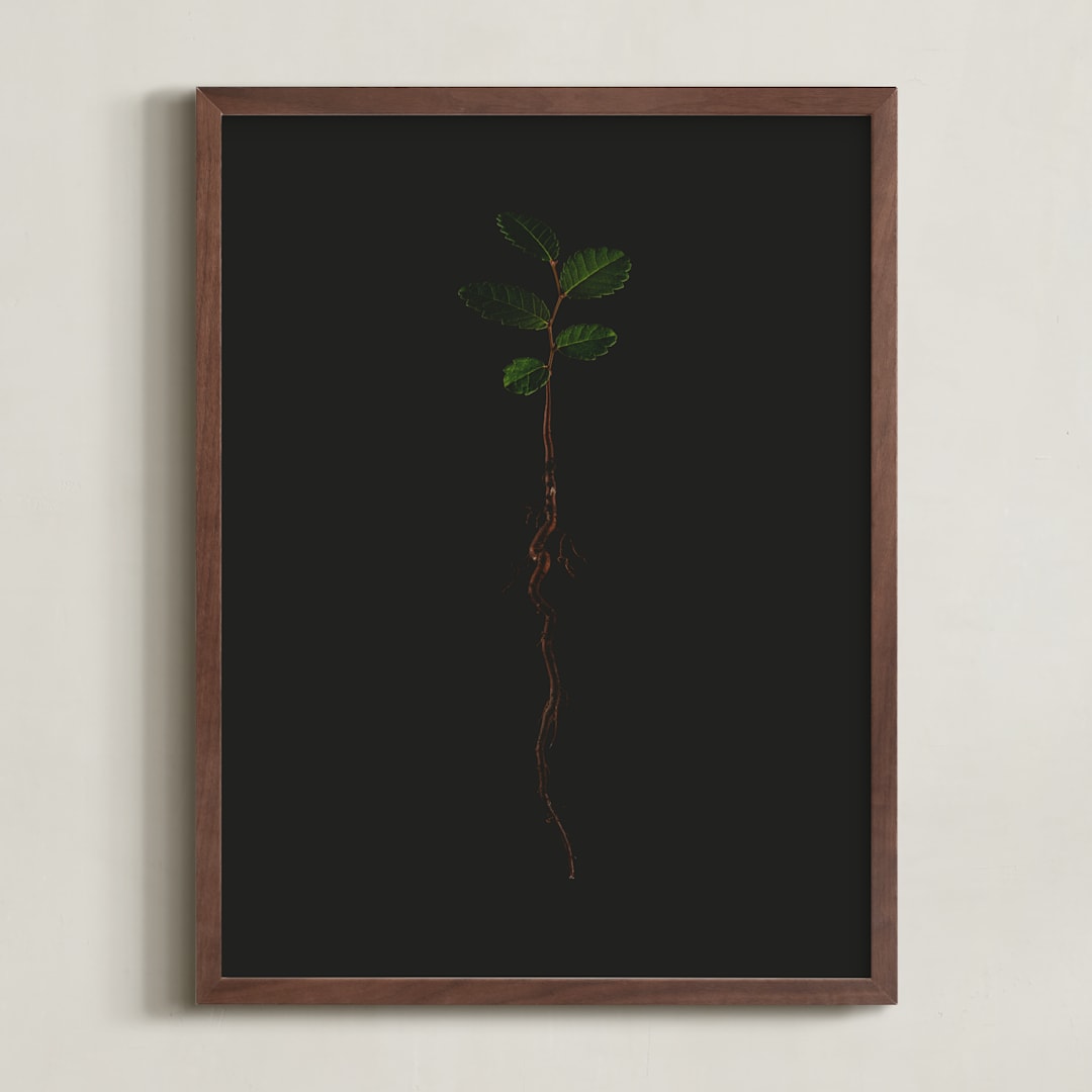 "Seedling Elm II" - Art Print in Deep Elm by Andrew McClintock - Framed