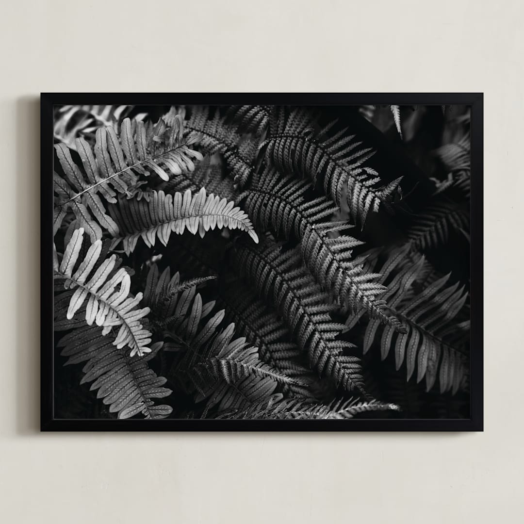 "Ferns" - Art Print in black and white by Eliane Lamb - Framed
