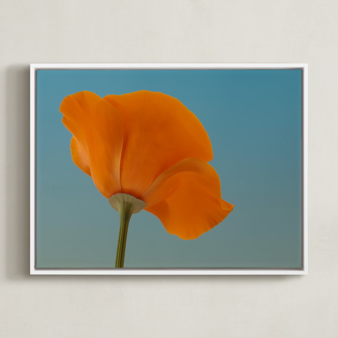 "California Poppy" - Art Print in California Poppy Orange by Elena Kulikova - Framed Canvas