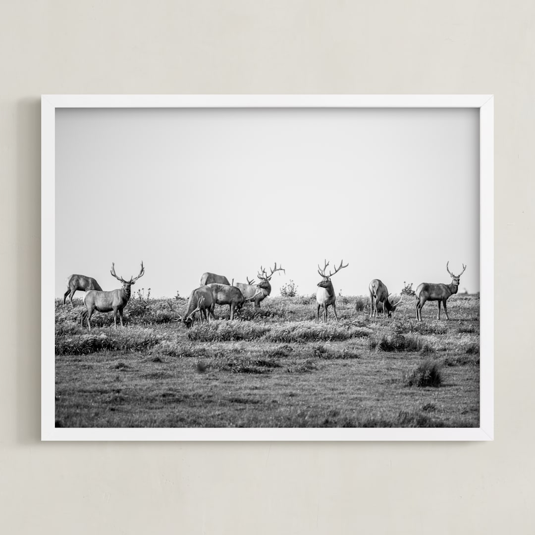 "tule elk" - Art Print in black and white by Crystal Lynn Collins - Framed