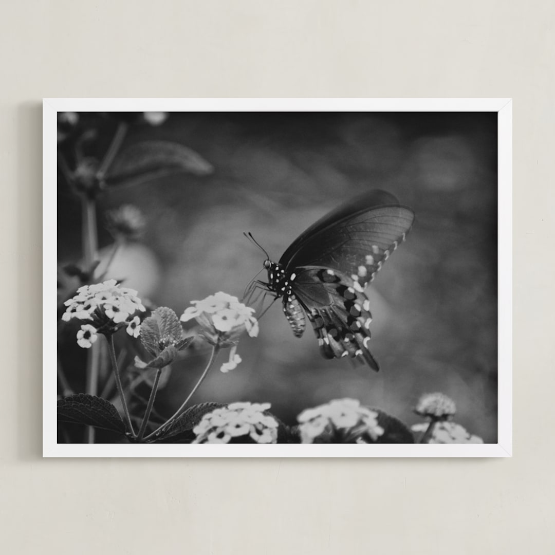 "Black Swallowtail" - Art Print in black by Donna Rosser - Framed