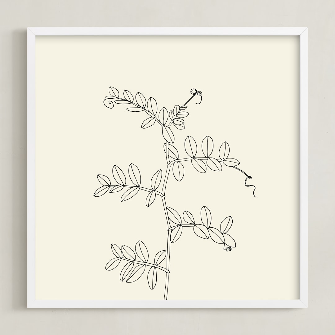 "Wild Pea" - Art Print in charcoal on ivory background by Jorey Hurley - Framed