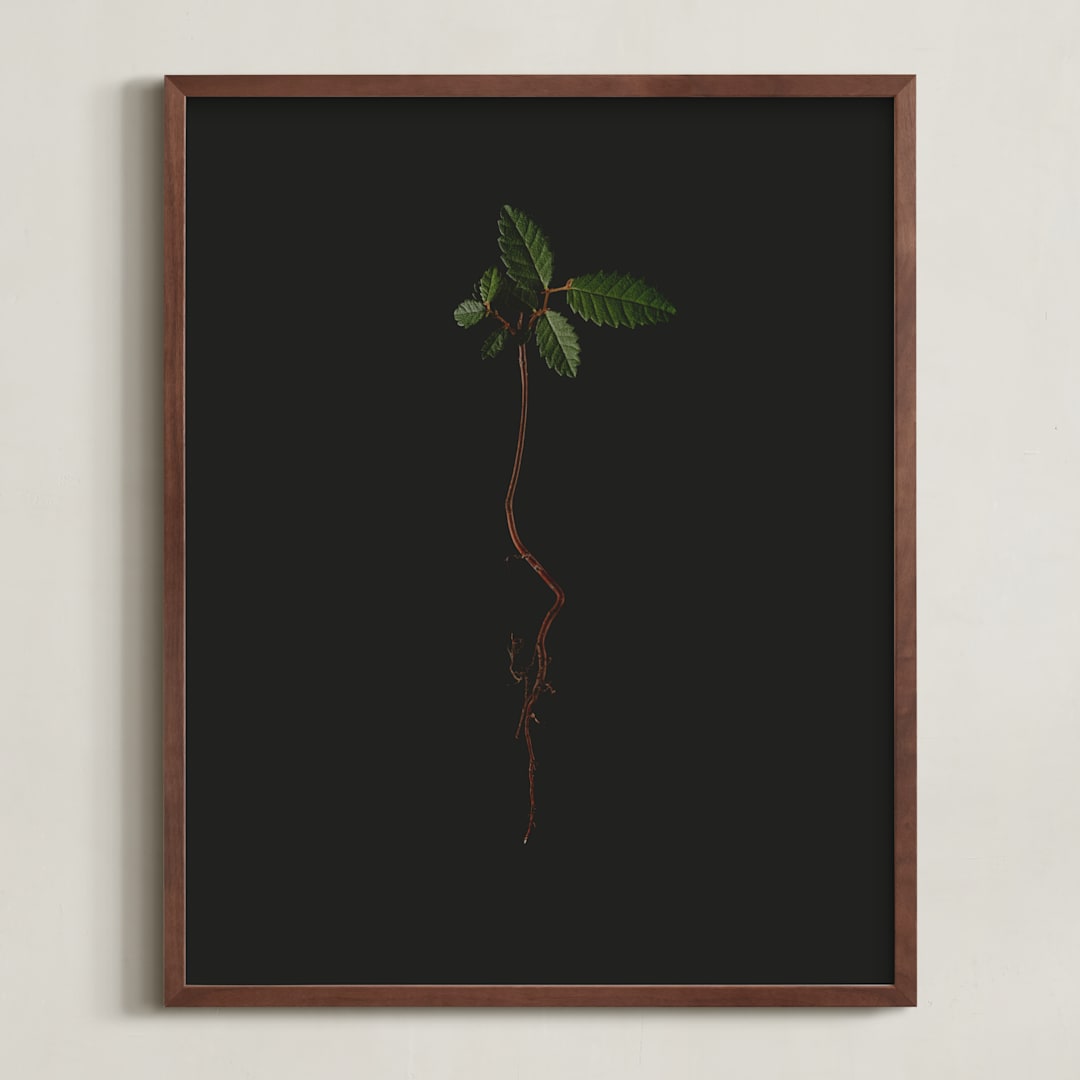 "Seedling Elm I" - Art Print in Deep Elm by Andrew McClintock - Framed