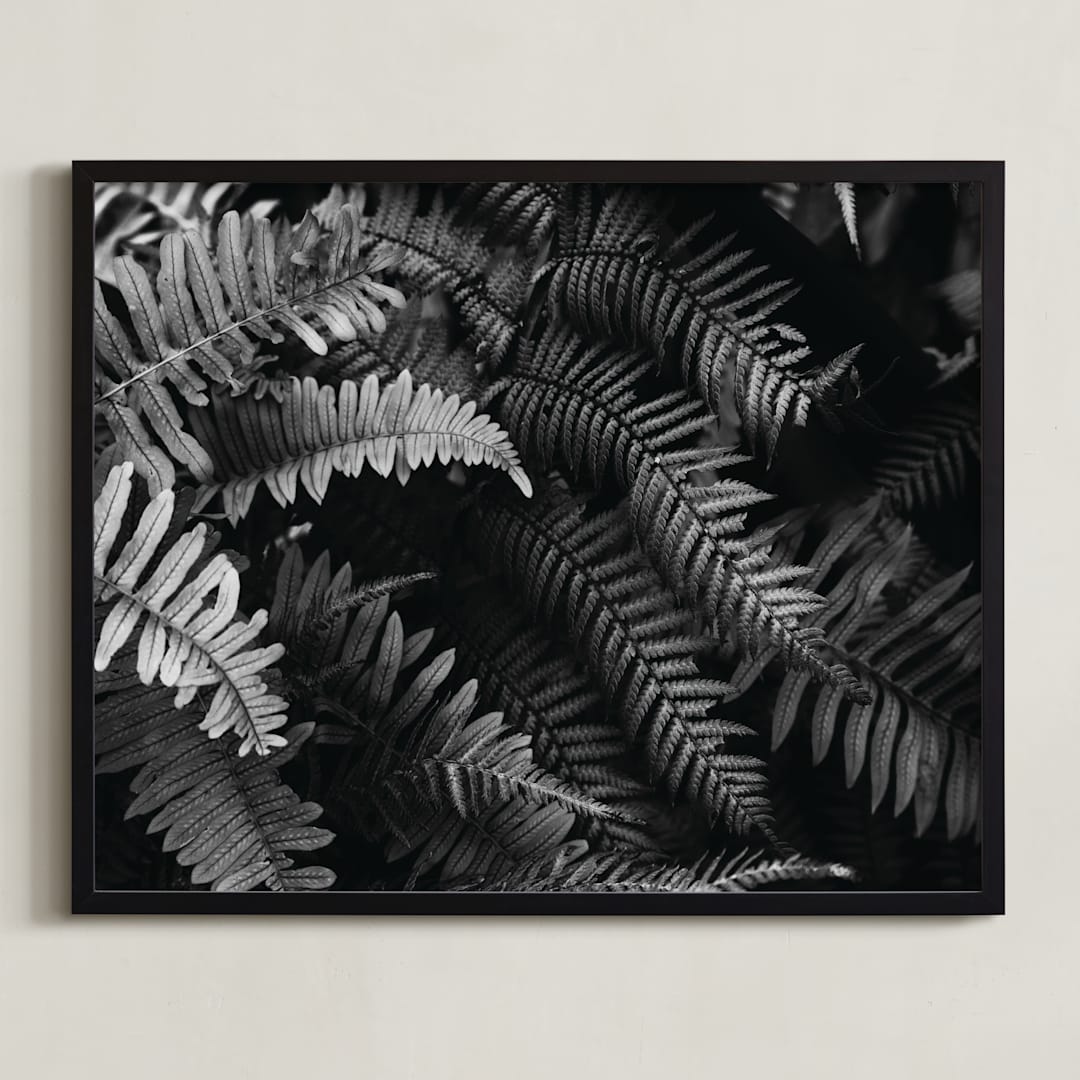 "Ferns" - Art Print in black and white by Eliane Lamb - Framed