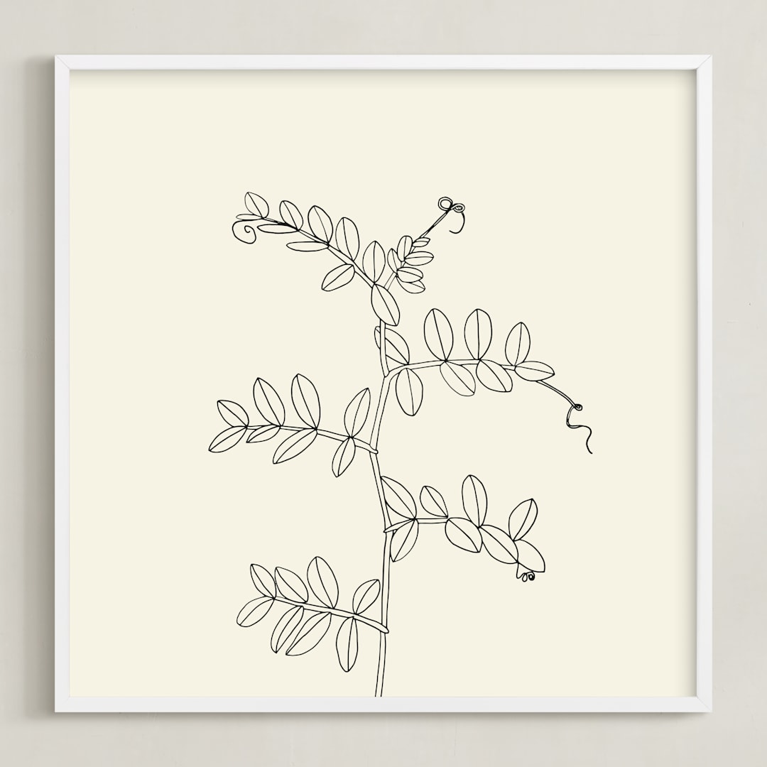 "Wild Pea" - Art Print in charcoal on ivory background by Jorey Hurley - Framed