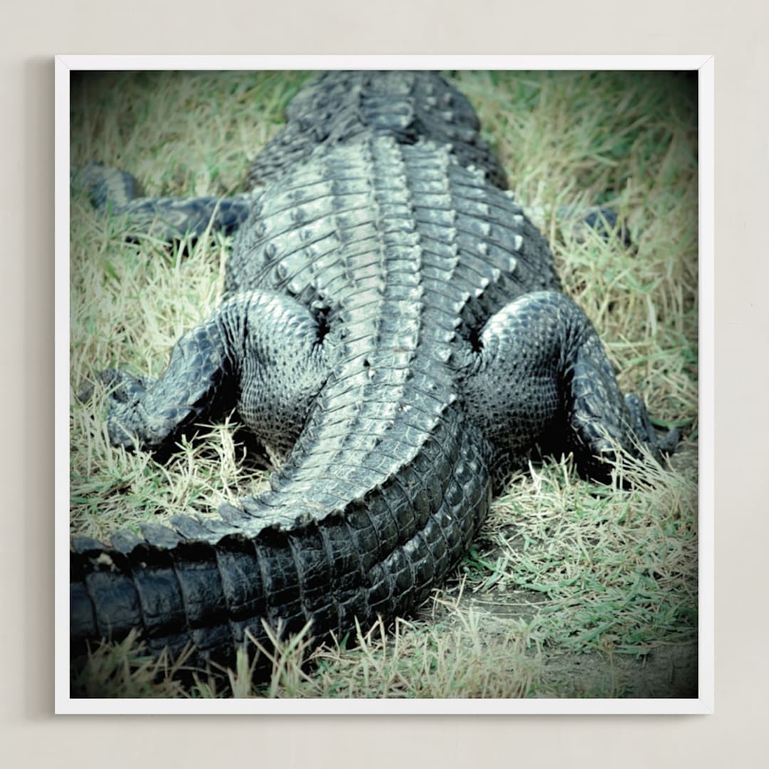"Basking Florida Gator" - Art Print in Emerald Green by Kate Ross - Framed
