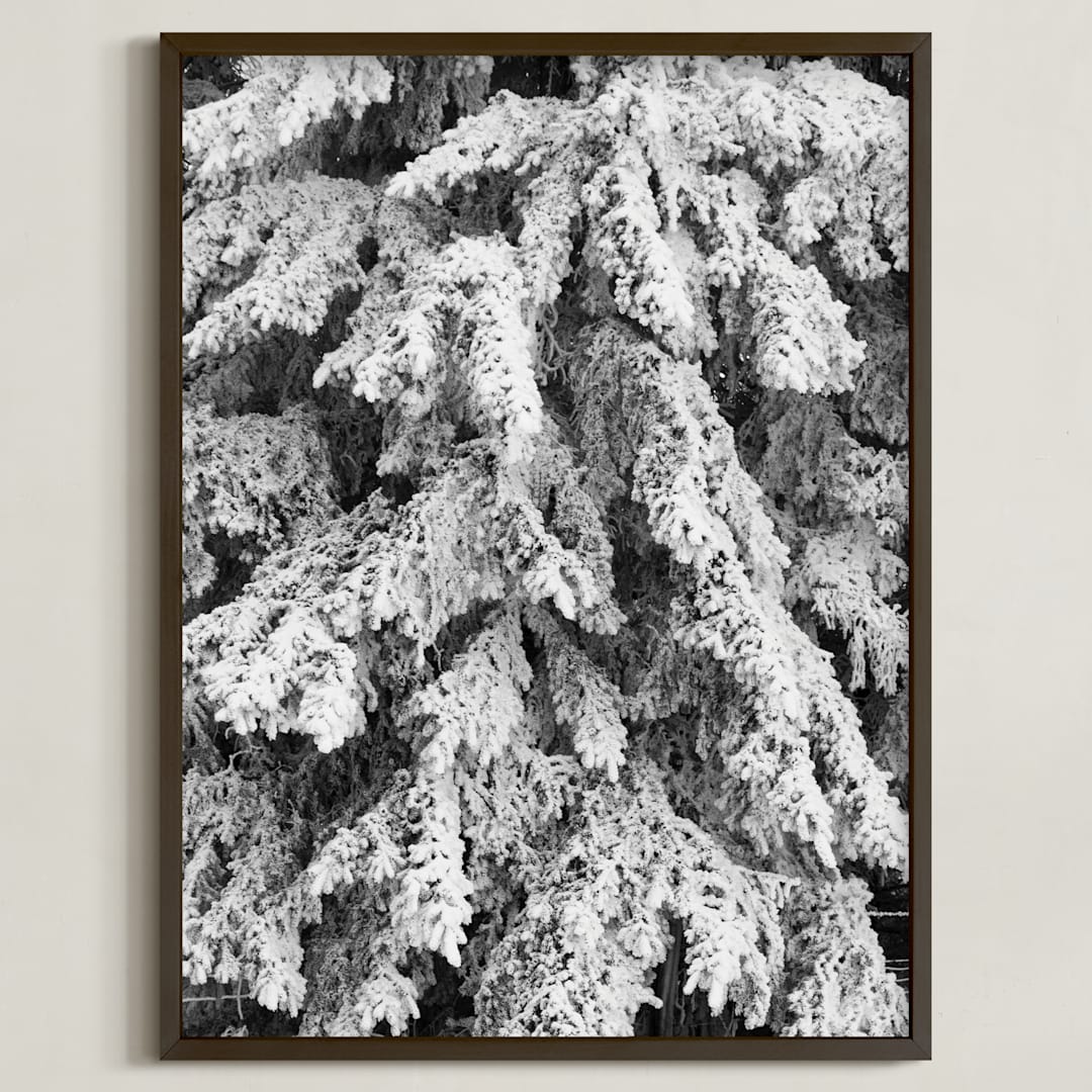 "Frost 3" - Art Print in Black & White by Ardell McLennan - Framed