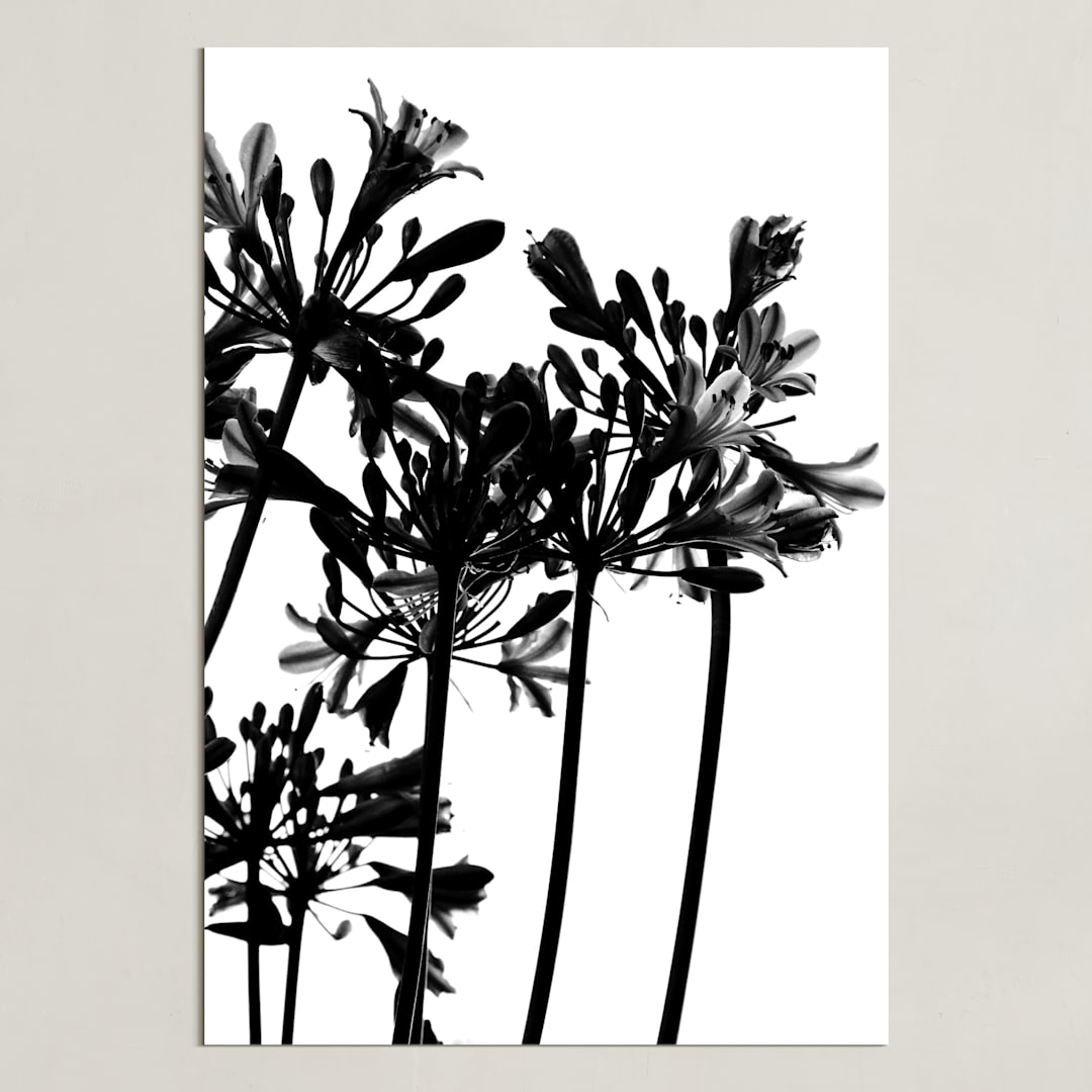 "High Drama" - Art Print in Black and White by Nadia Hassan - Unframed